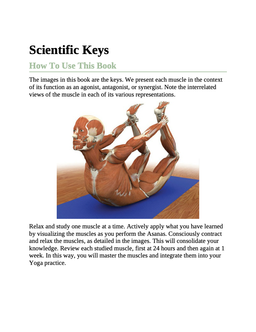 The Key Muscles of Yoga